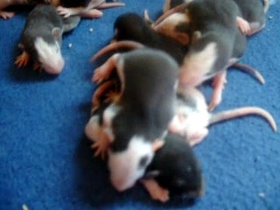 Bébés rats qui commencent à marcher 🐭