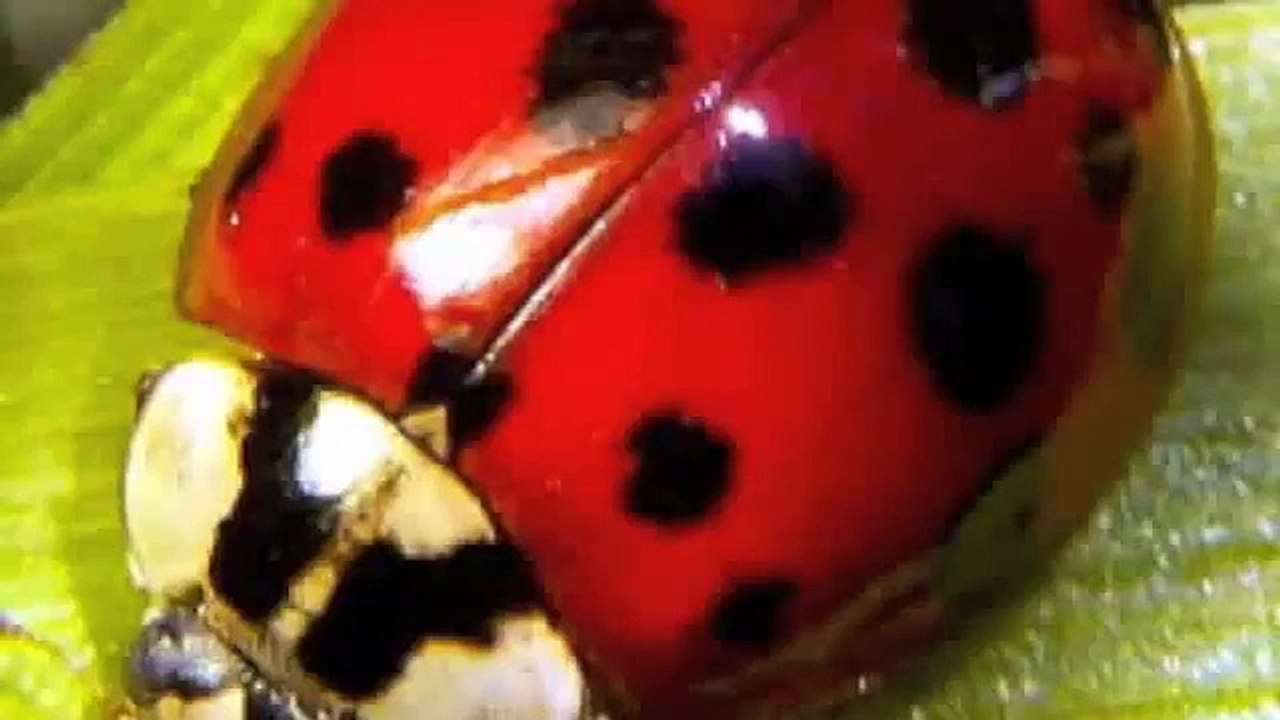 Ladybug Life Cycle
