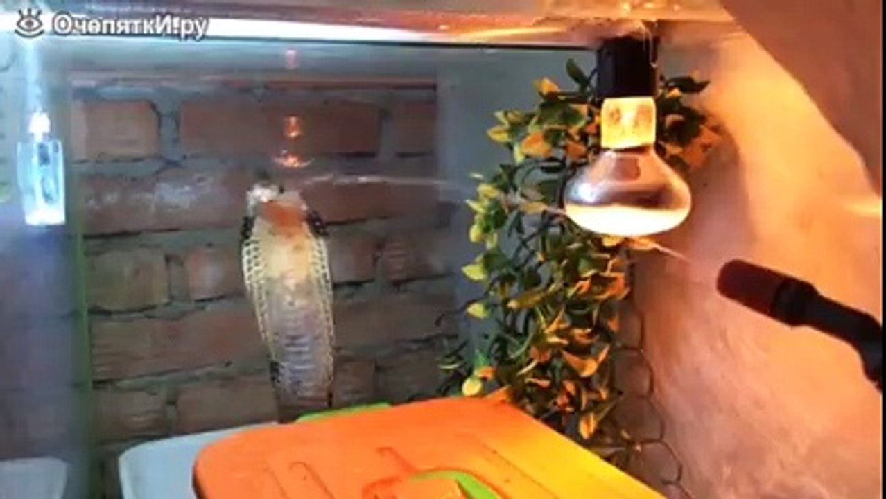 Реакция кобры на струю воды