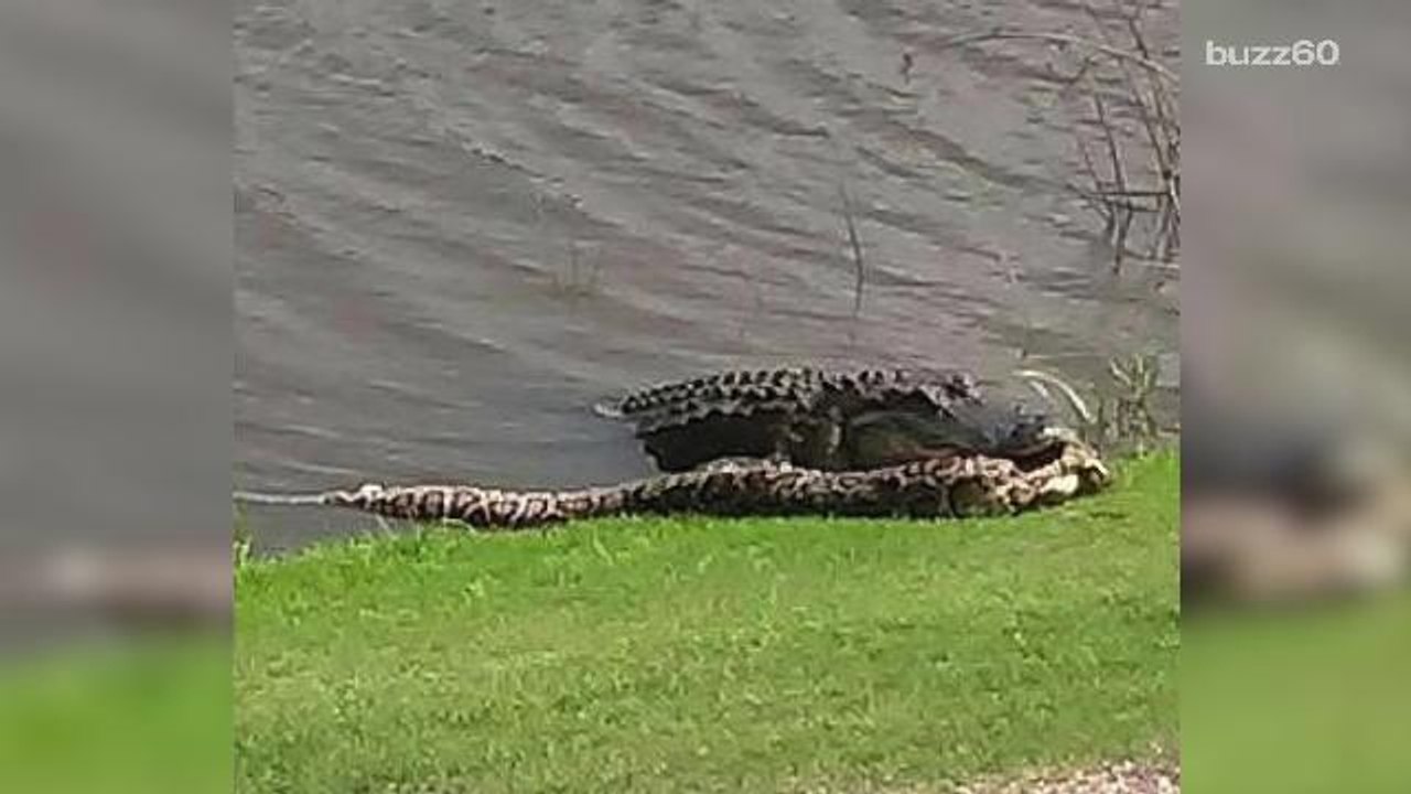 Alligator and python fight on Florida golf course