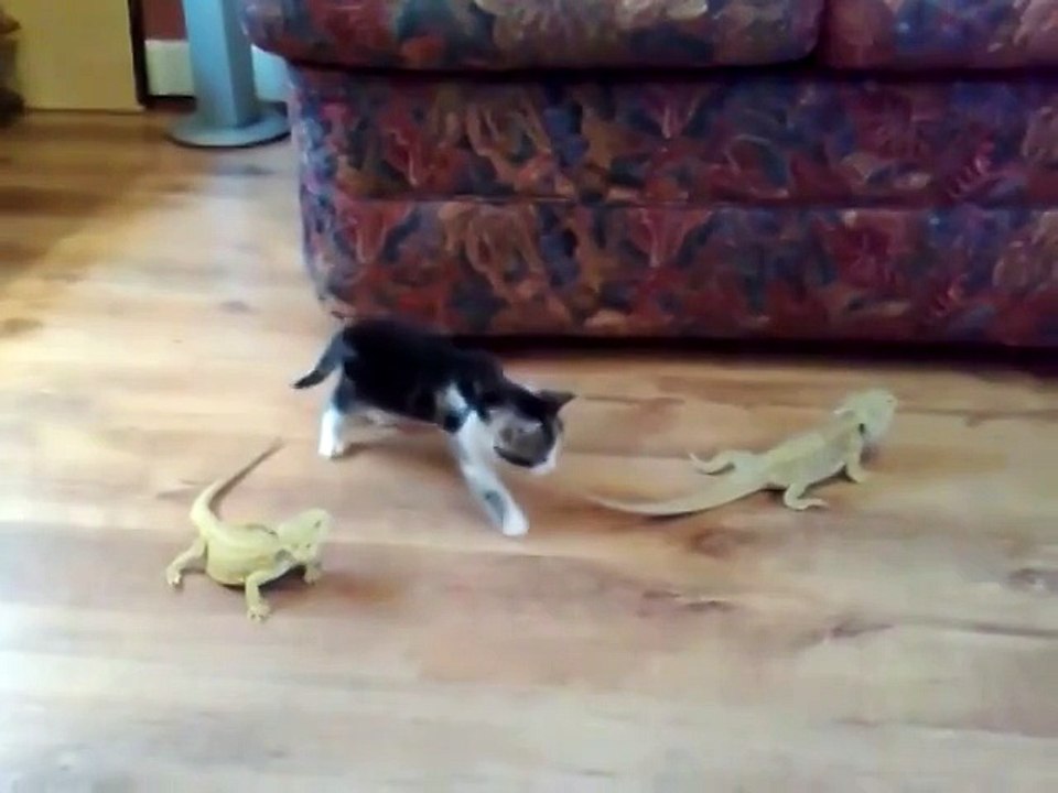Удивительный момент: ящерица напугала кота 🦎🐱