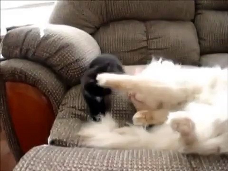 Надоедливый котенок