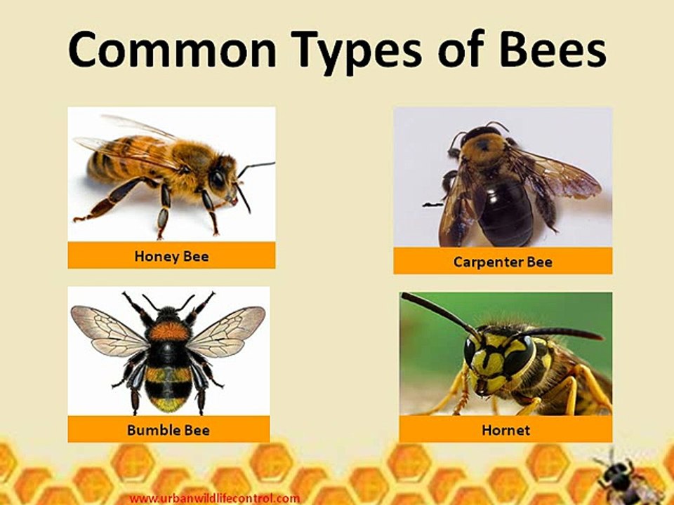 Why We Need Bee Pest Control