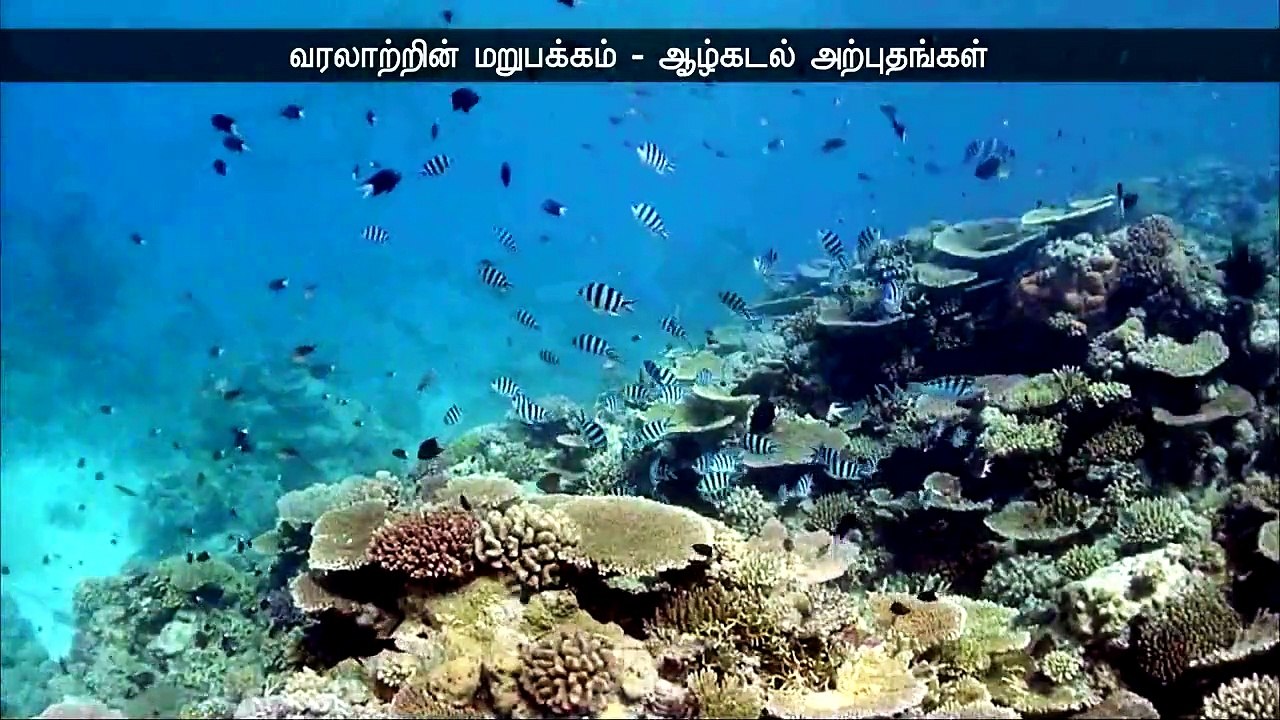 Award winning Documentaries