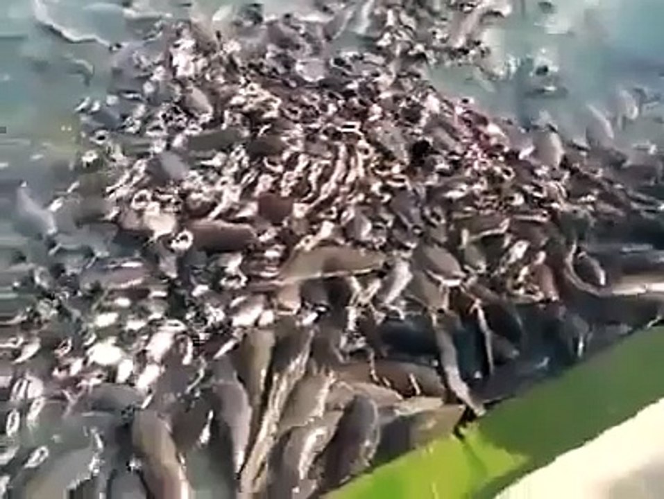 Whatsapp funny video 120 @whatsapp #whatsapp