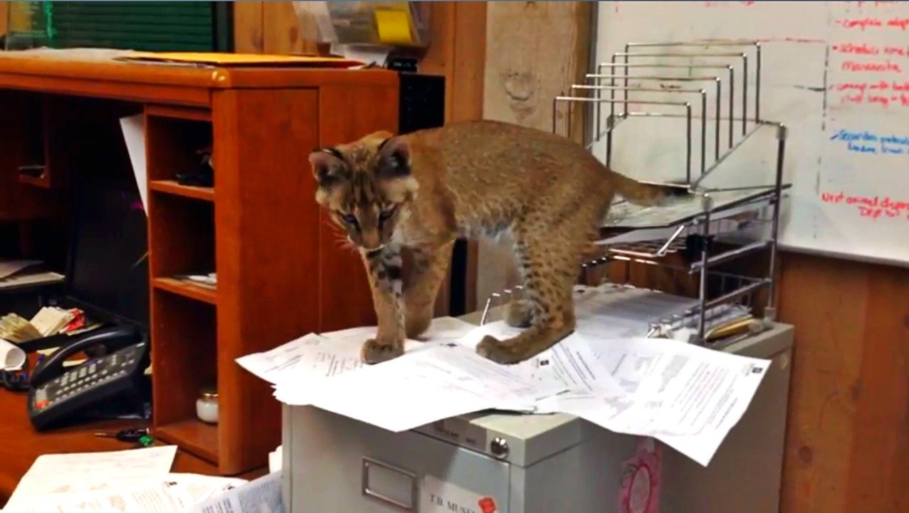 Bobcat Gets Into Office And Destroys Filing System