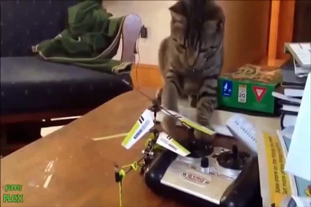 funny videos cats, Funny 2015, Prank 2015, Funny Prank 2015, Video 2015