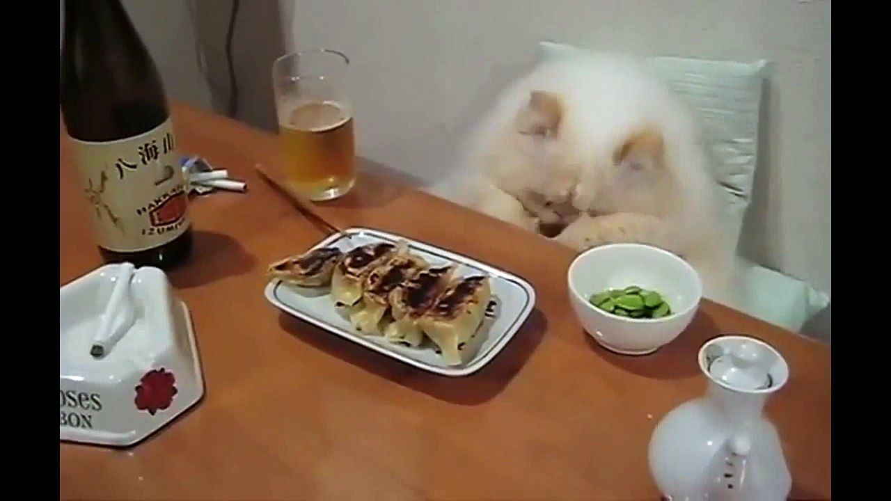 Breakfast of cats, Funny 2015, Prank 2015, Funny Prank 2015, Video 2015