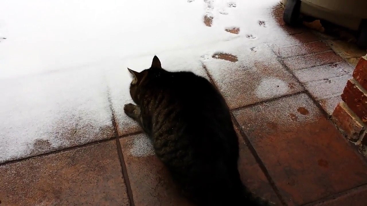 Кошкин первый снег