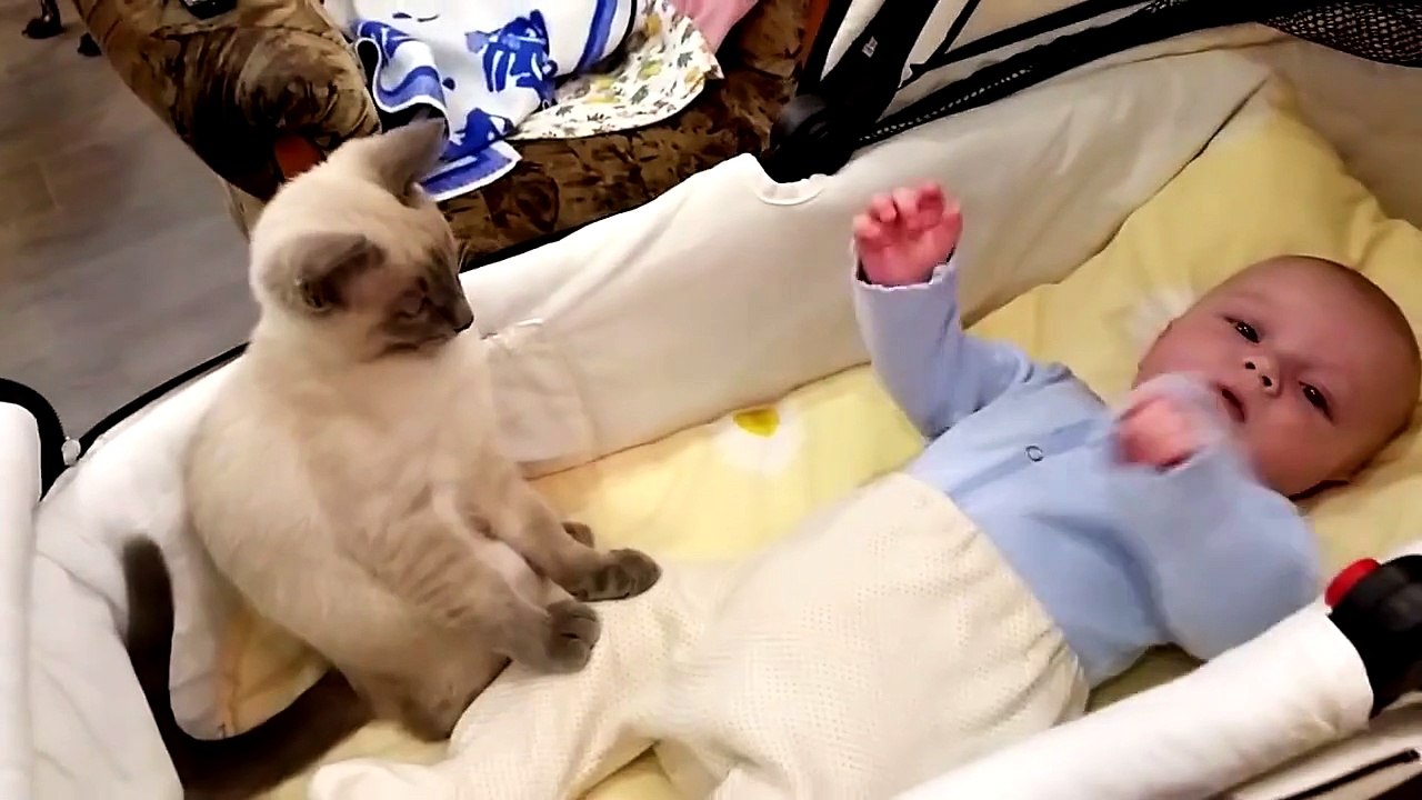 Cat- Calm Down, Baby!