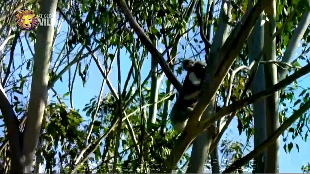 Animals Documentary | Animals Documentary Channel || Lions Documentaries Film