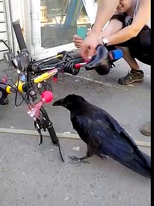 Ворона музыкант -D