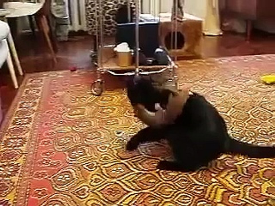 Горностай и кот: смешное видео, которое стоит посмотреть 🐾