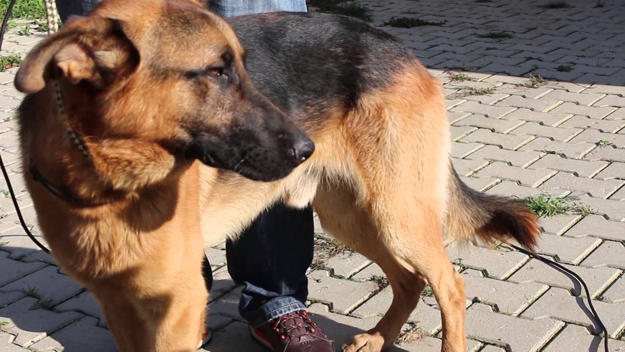 Fisi Faunes - Sezoni 3 / Episodi 12