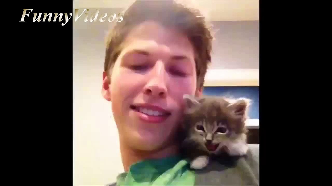 Best cat vines 2015 - cat vines - funny cat 2015