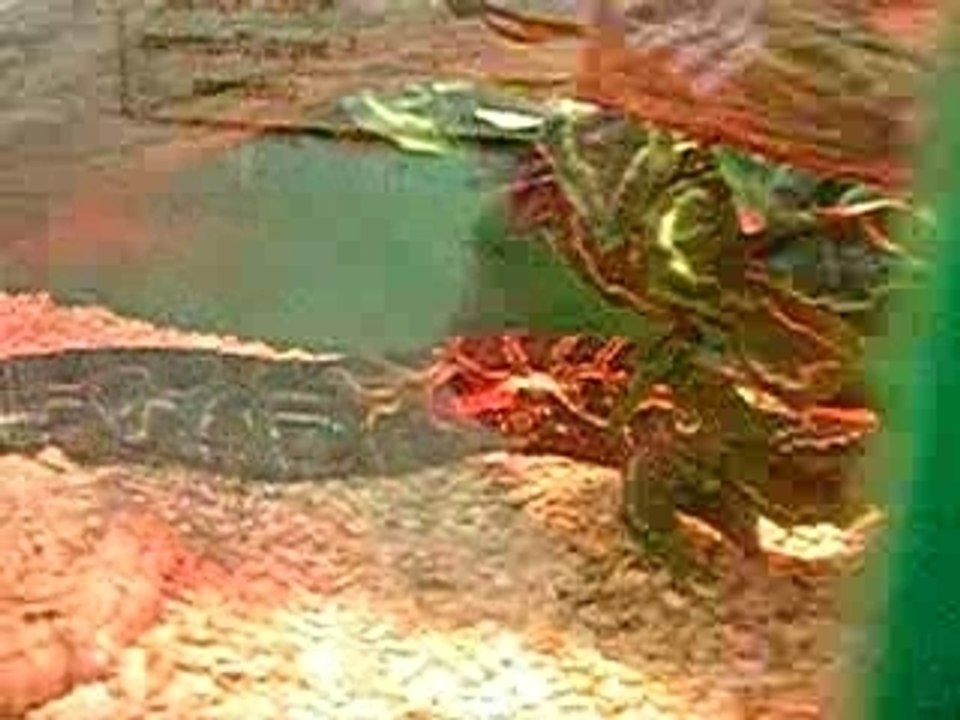 Python Programming Basics 🐍