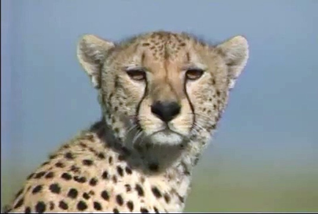 Action thriller Cheetah