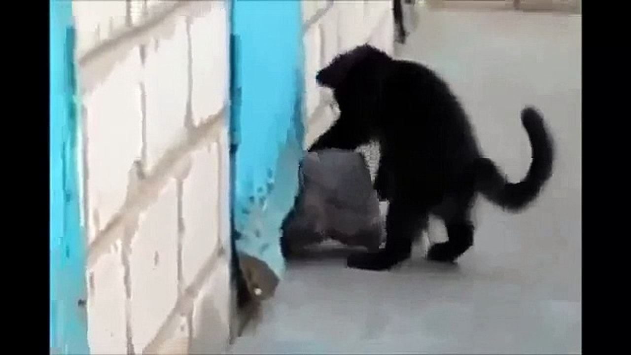 Отважный кот спасает друга.)))