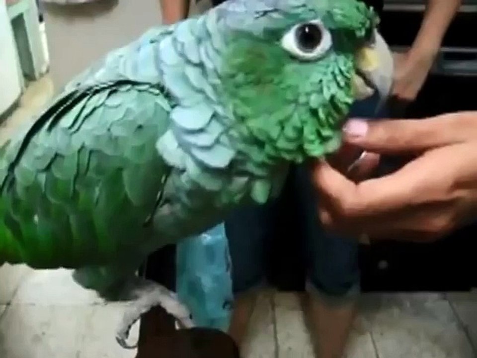 Подборка смешных попугаев