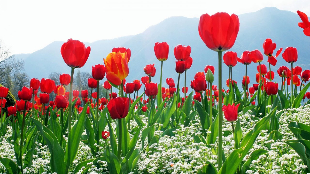 Привітання з 8 Березня