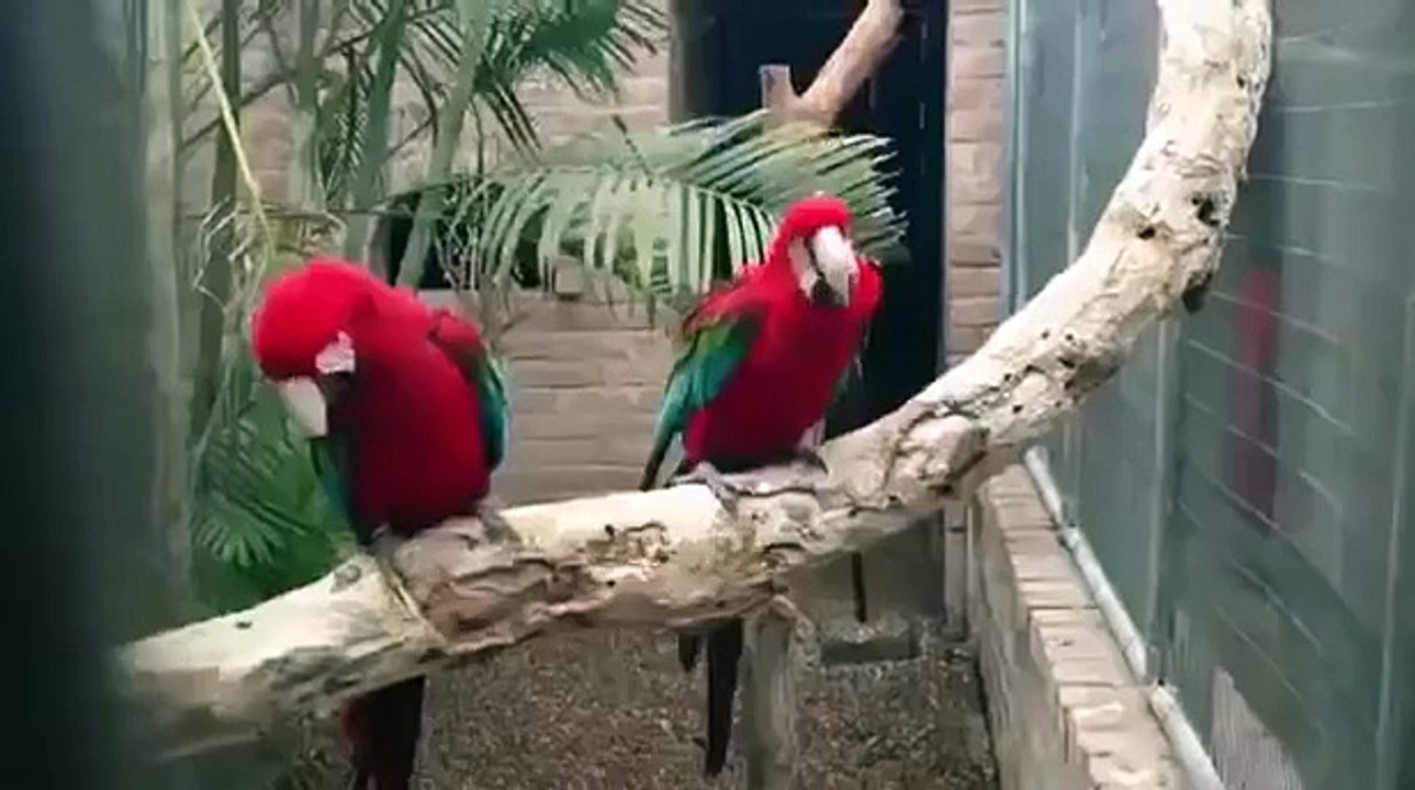 Попугаи танцуют под рэп!