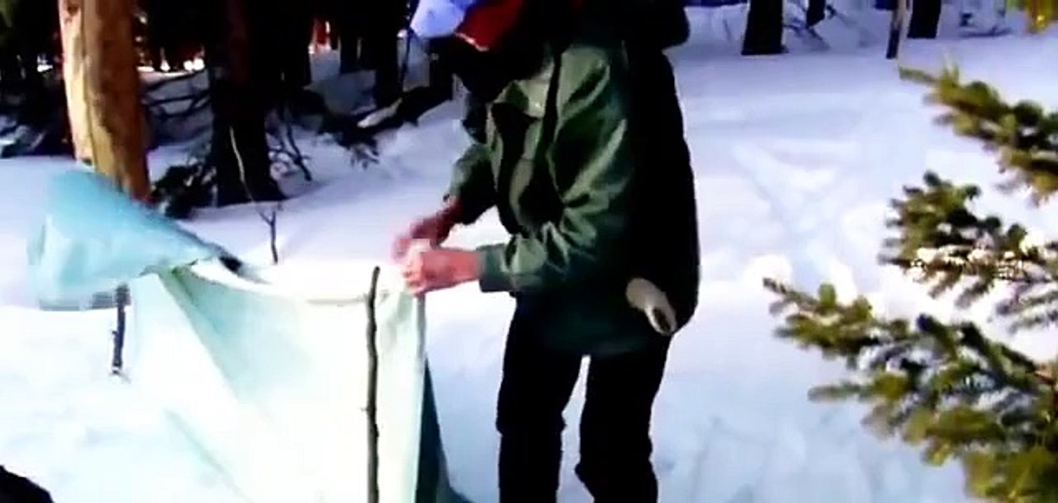 Discovery Animals - Discovery WildLife - Discovery Buffalo