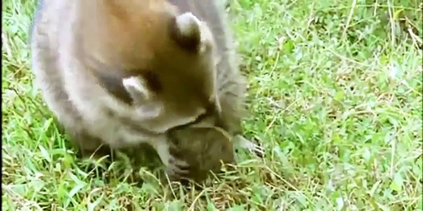 Discovery Animals - Discovery WildLife - Discovery Turtle