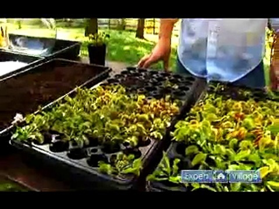Basics of Growing Venus Flytraps