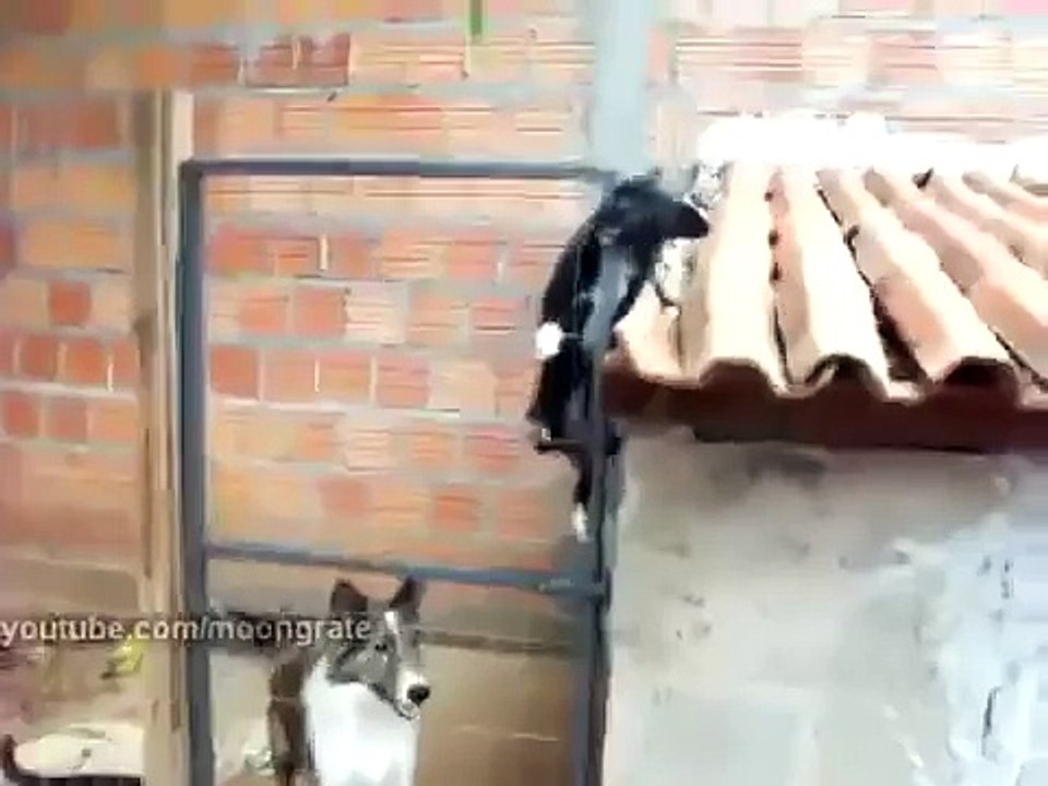 Приколы с собачками! Смышленый песик