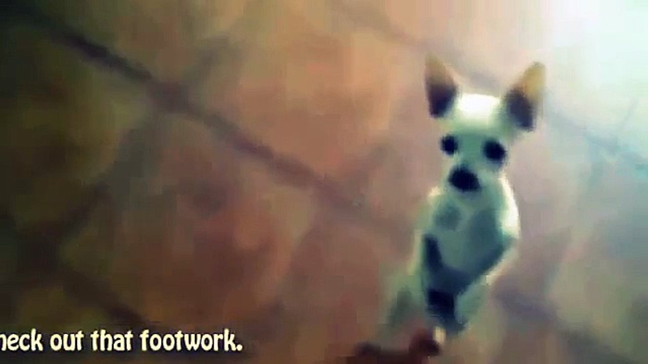 ---مقاطع مضحكة للكلاب