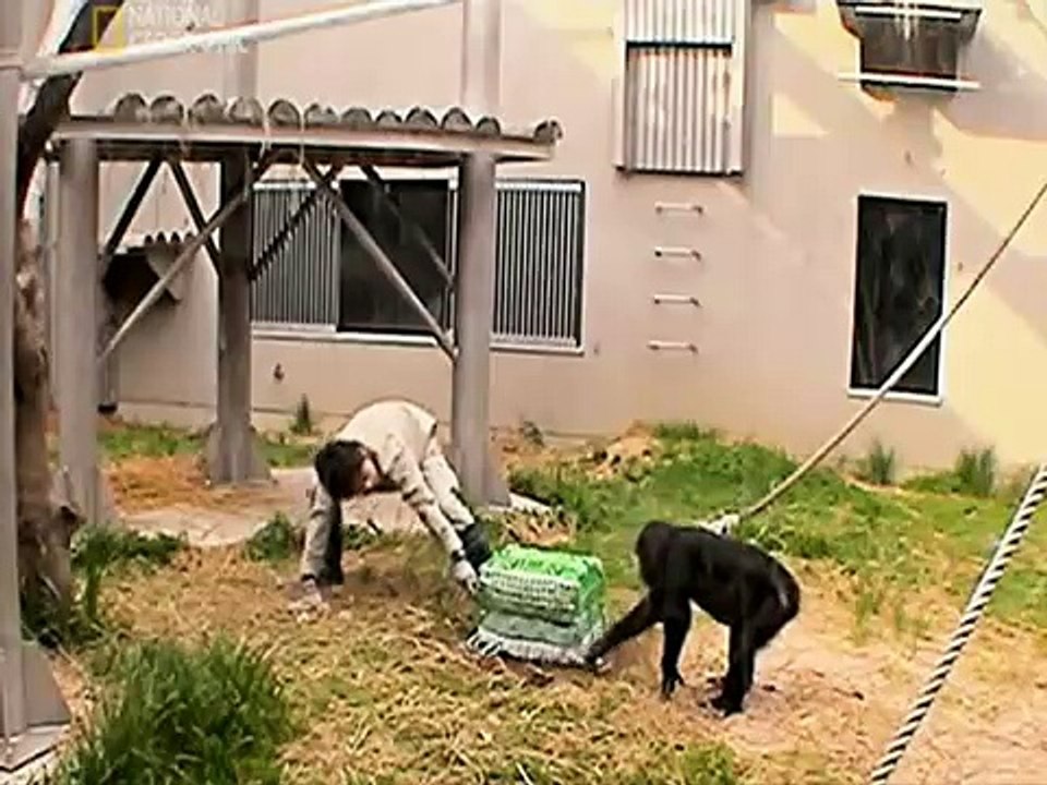 Chimpanzee Problem Solving by Cooperation