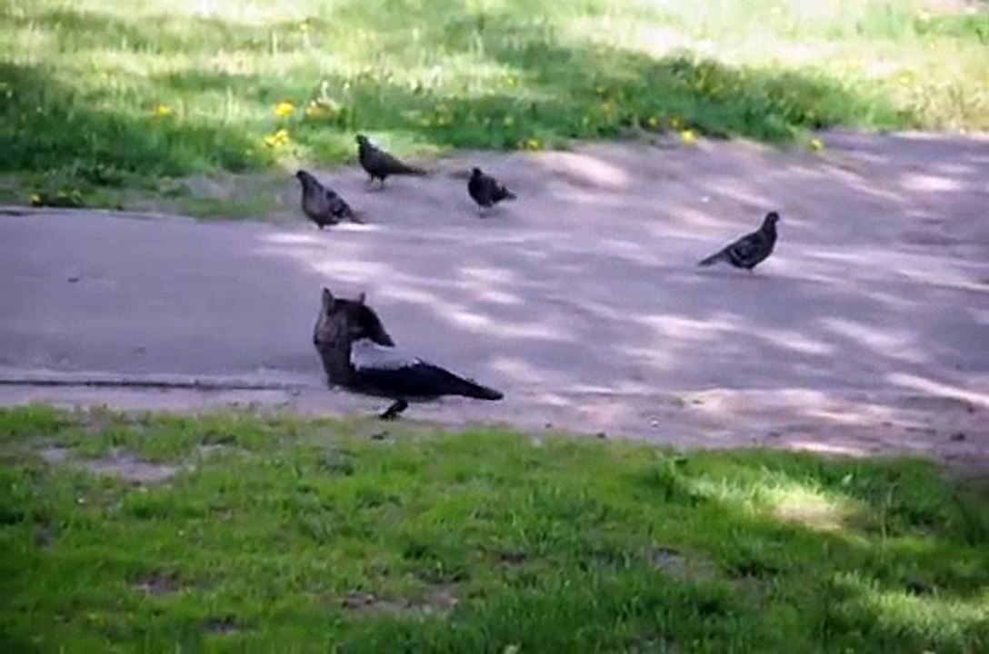 Ворона унижает кота