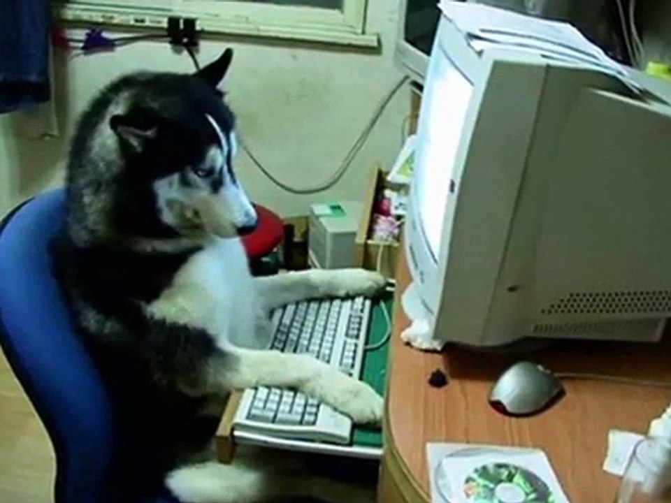 Cute and Funny Animals and Stuff