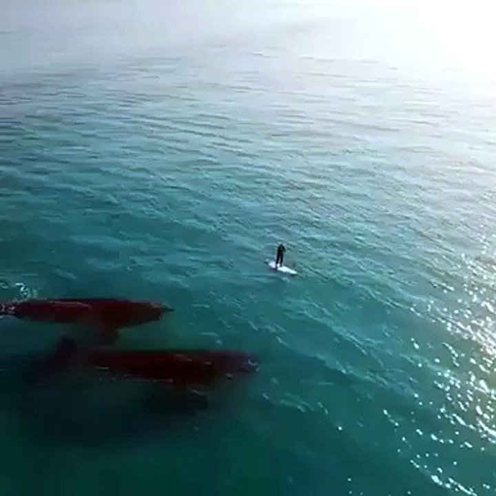 funny clips-amazing clips-latest clips-FUNNY CLIPS best FUNNY CLIPS 2016 FUNNY CLIPS so funny FUNNY CLIPS latest FUNNY C