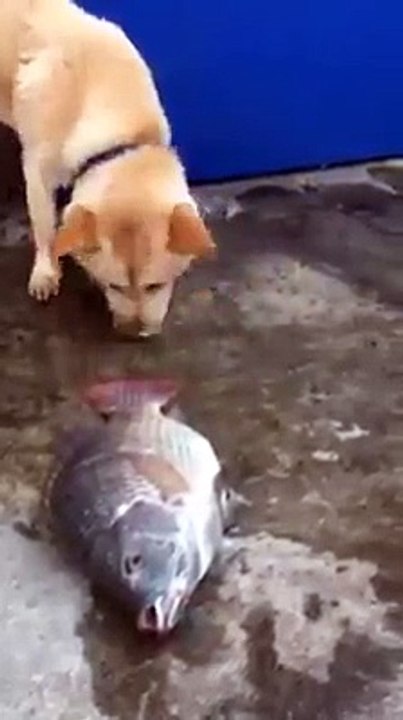 Alon-Gabbay _ ! Classic Hit Videos