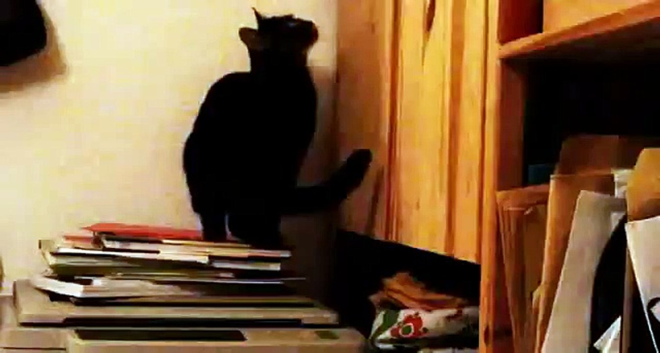 Mace e keqe: Lojë e lirë argëtuese 🎮