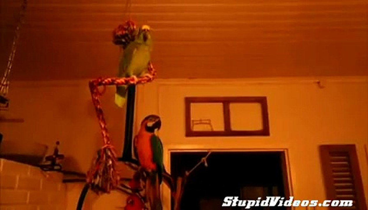 There Are Two Types of Parrots in This World