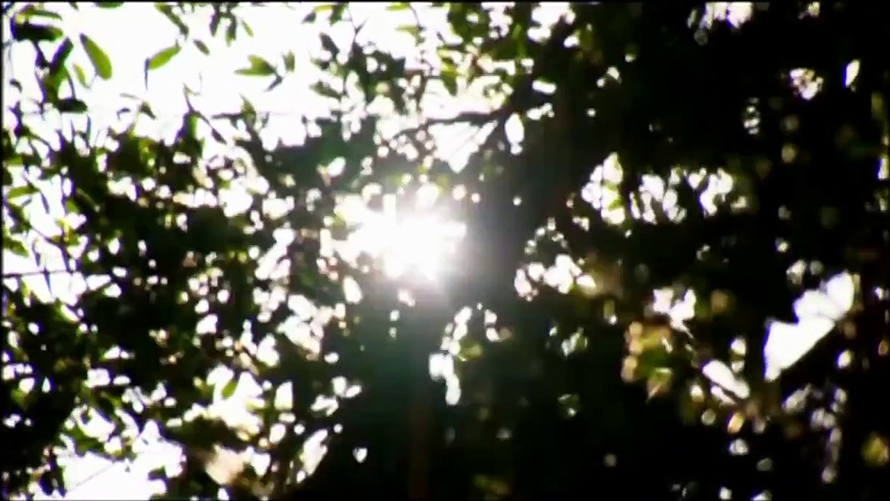 Evolution - The evolution of skin HD