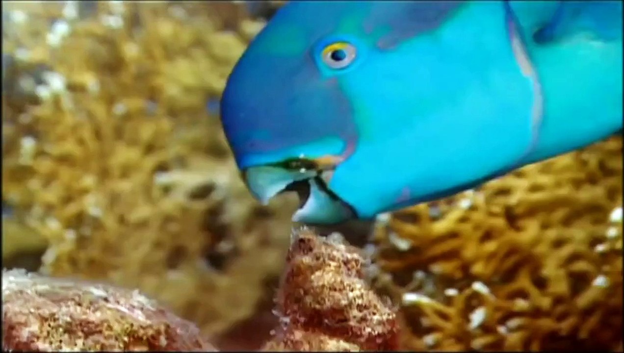 Evolution - The evolution of jaws HD