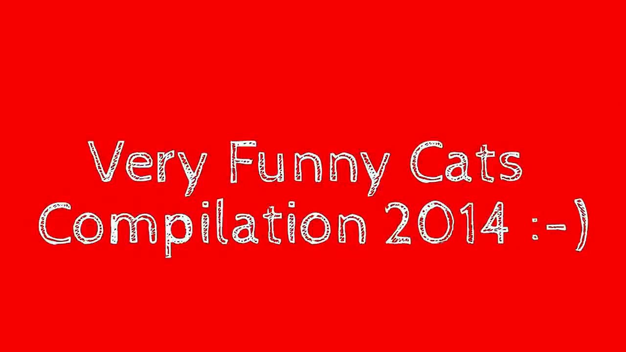 Смешные ролики про кошек — подборка забавных моментов