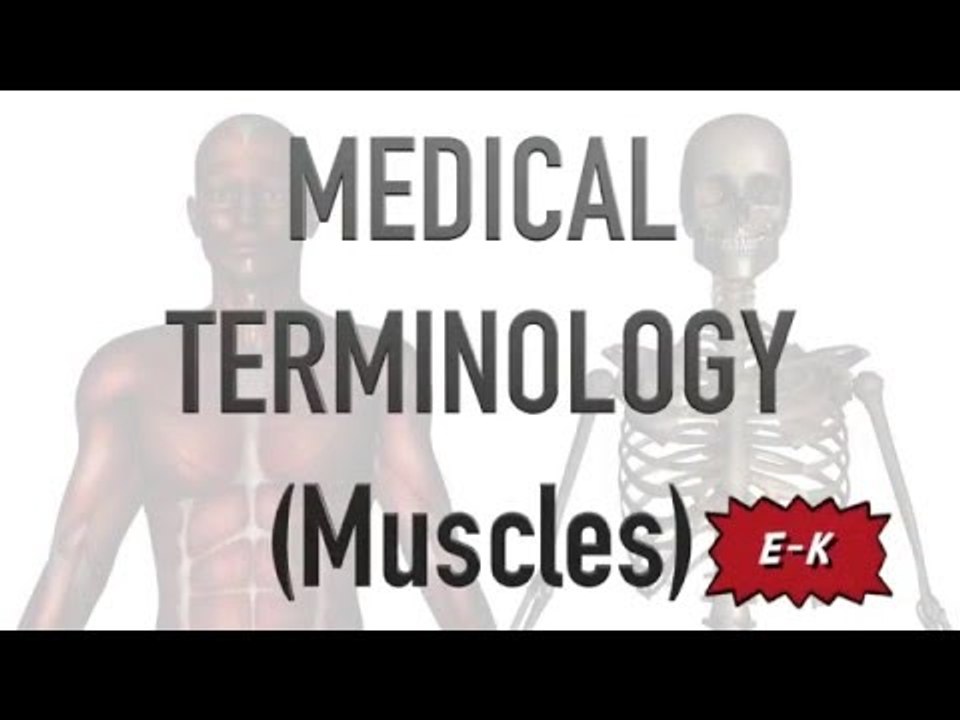 Medical Terminology - Muscles (E-K)
