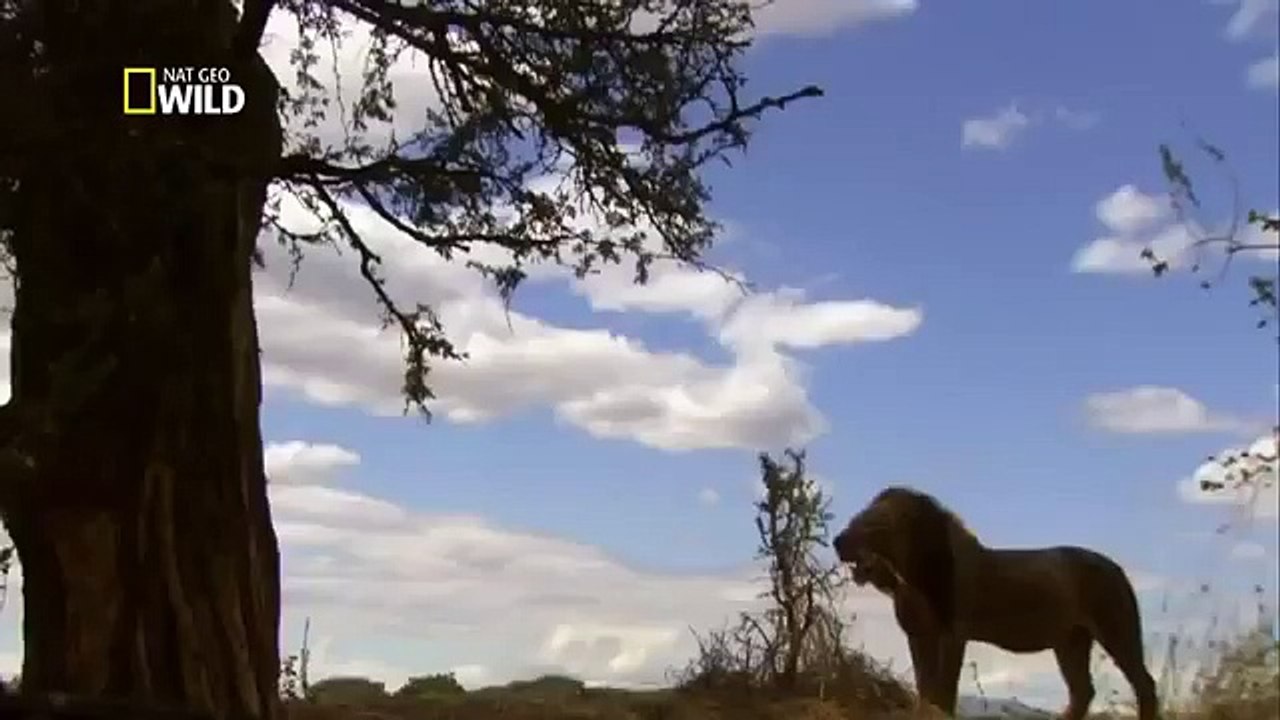 Guerra de Leões (Dublado) Documentário Completo National Geographic