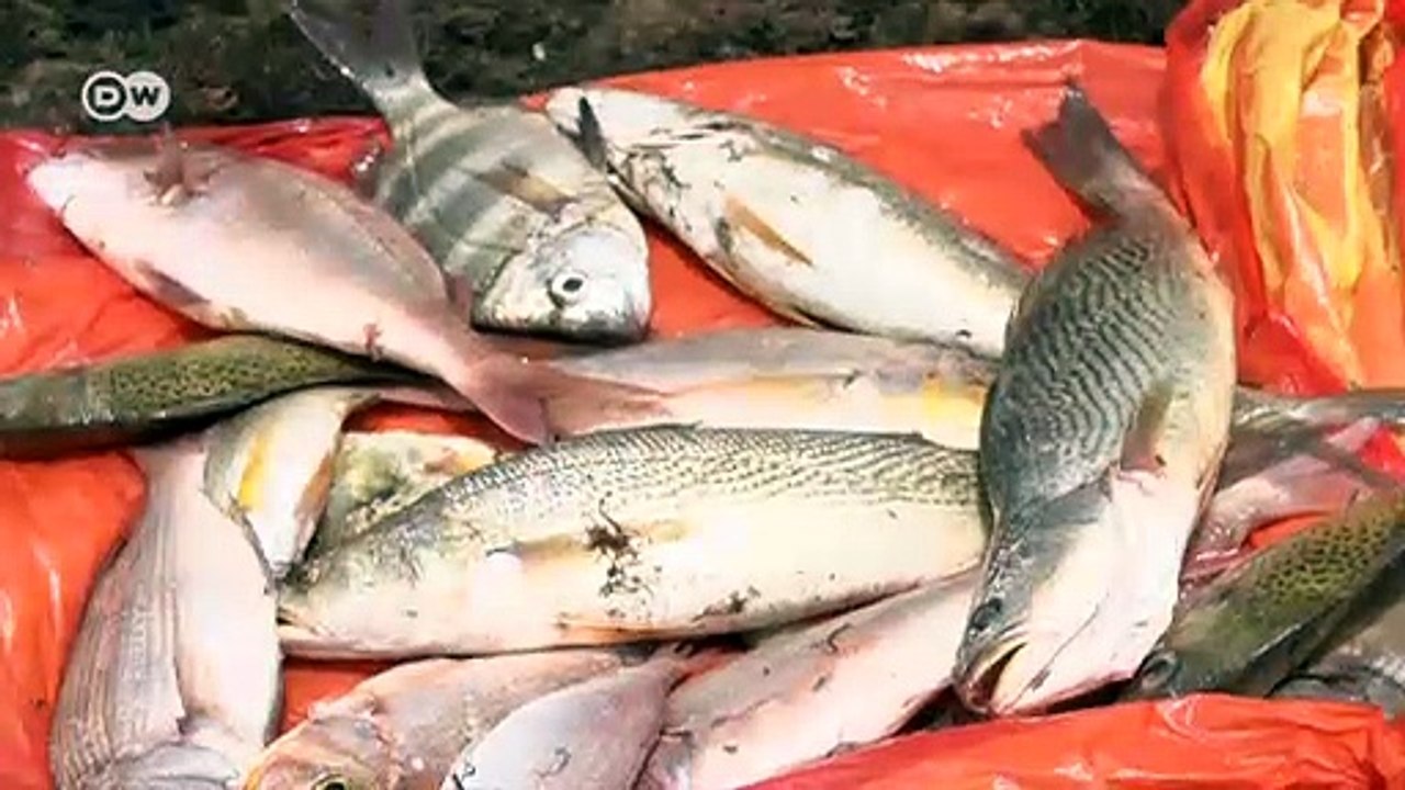 How mathematicians in Africa help fishermen