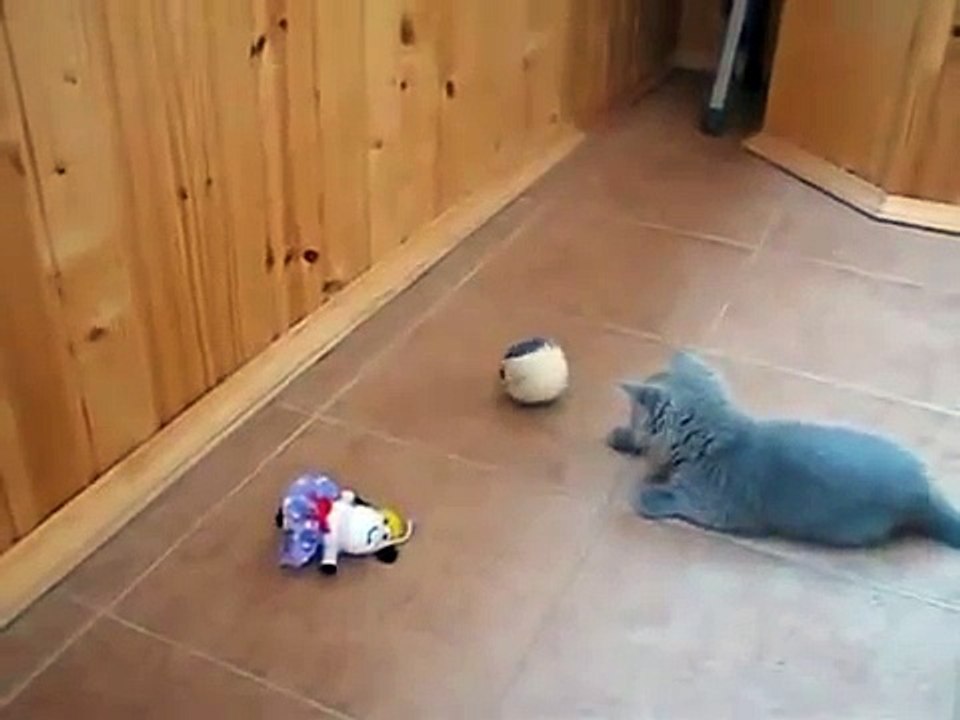 Британо шотландский кошачий конфликт