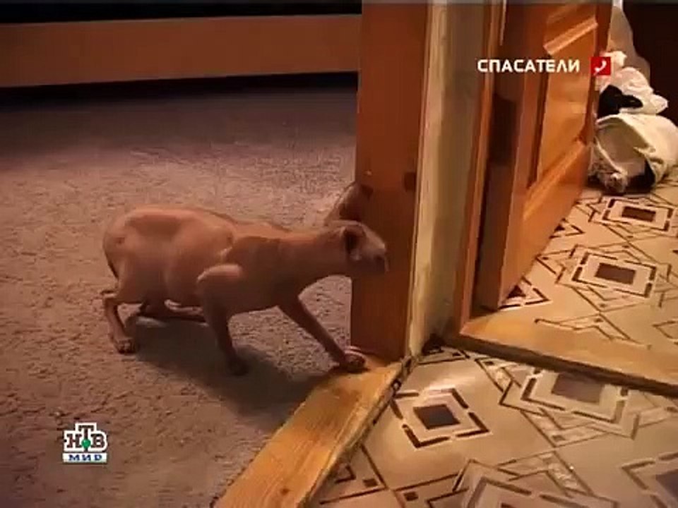 Кот пришелец из космоса!