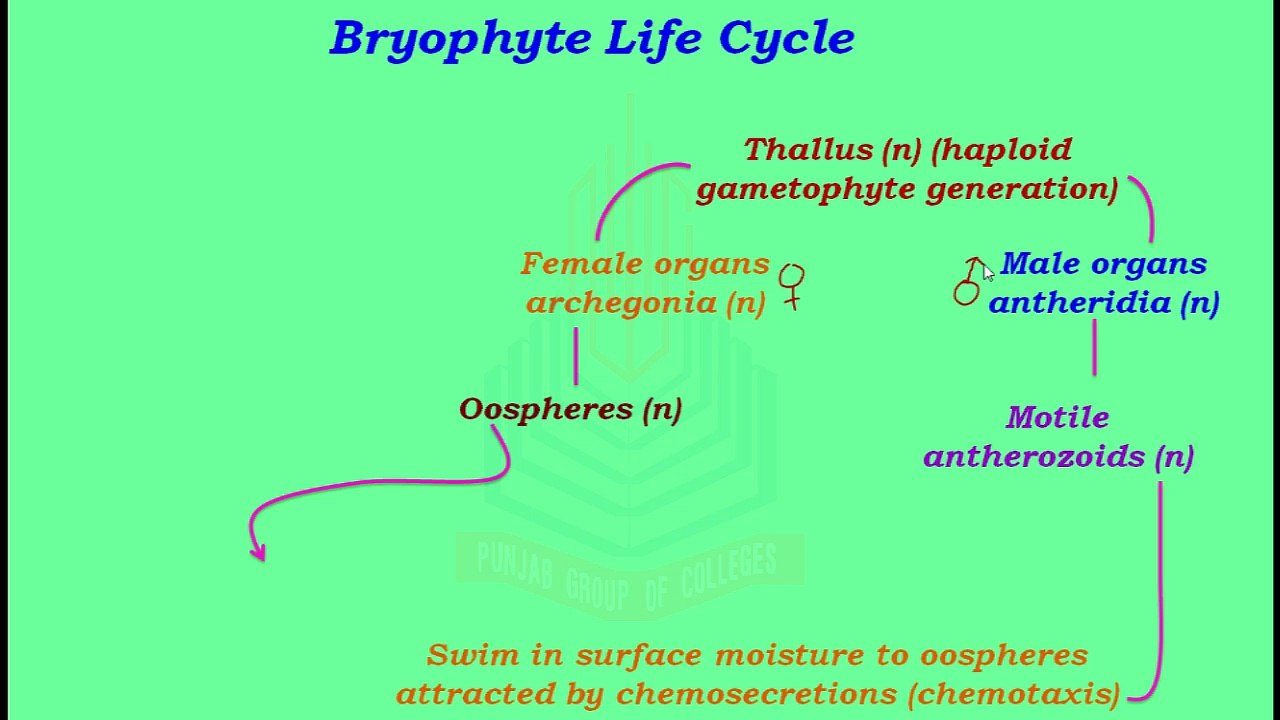 Bryophyte Life Cycle