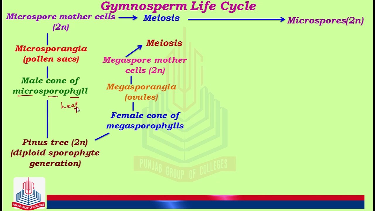 Gymnosperm Life Cycle