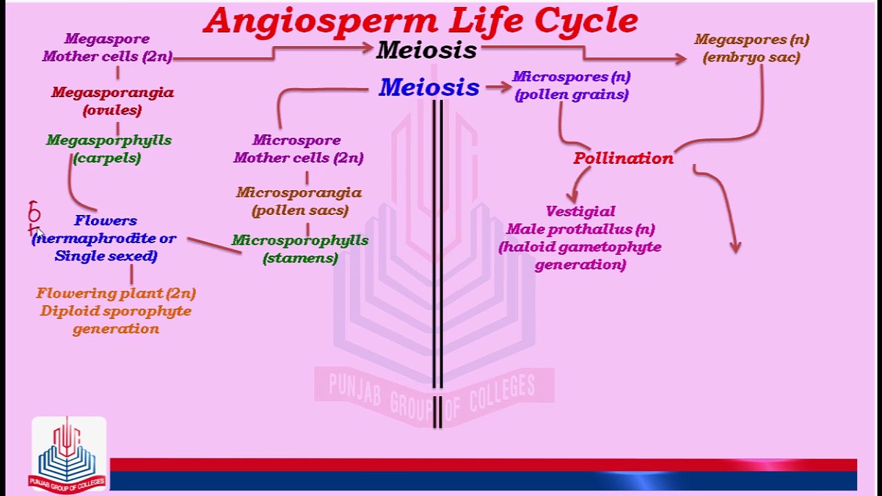Angiosperm Life Cycle