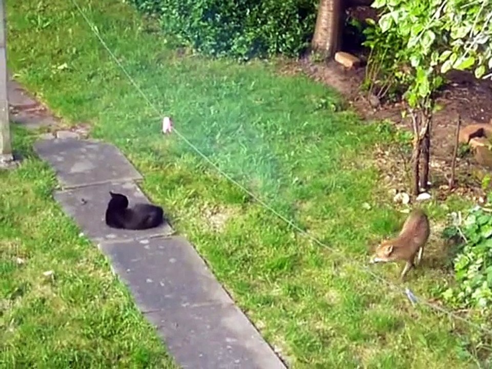 ЛИСА ПРОТИВ КОТА