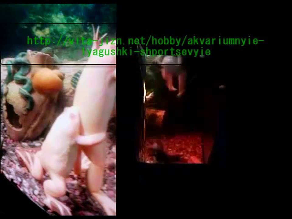 Аквариумные лягушки, шпорцевая лягушка, лягушка шпорцевая